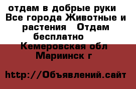 отдам в добрые руки - Все города Животные и растения » Отдам бесплатно   . Кемеровская обл.,Мариинск г.